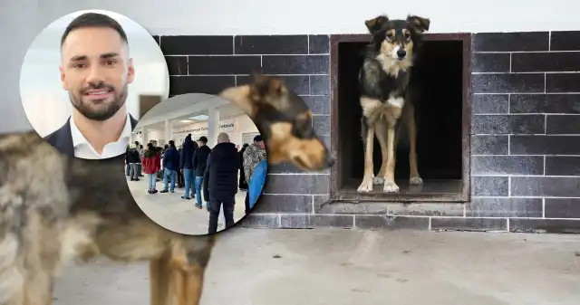 Gigantyczne kolejki po adopcję psów w Krakowie. W akcję zaangażował się m.in. poseł Specjalna, akcja, tymczasowej, adopcji, schroniska, zwierząt, Krakowie, spotkała, zaskakująco, dużym, zainteresowaniem, podali, Gigantyczne kolejki po adopcję psów w Krakowie. W akcję zaangażował się m.in. poseł