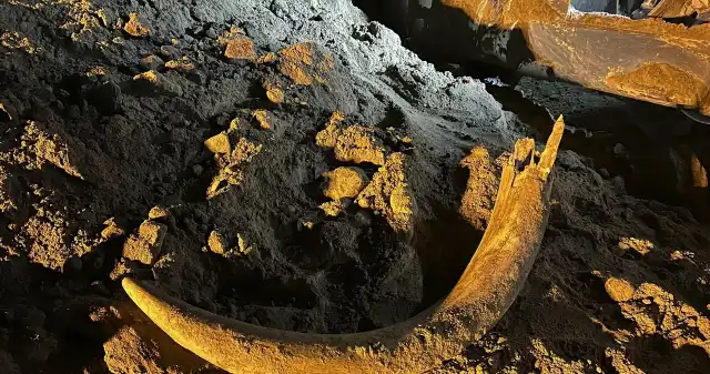 Niesamowite znalezisko w kopalni. Górnicy znaleźli kieł mamuta Górnicy, Dakoty, Północnej, podczas, pracy, natrafili, niecodzienne, znalezisko, Spoczywający, ziemi, kieł, mamuta, może, mieć Niesamowite znalezisko w kopalni. Górnicy znaleźli kieł mamuta