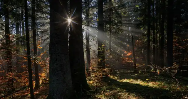 Mniej wycinek i nowe parki narodowe. Padła przełomowa decyzja Zapadła, przełomowa, decyzja, sprawie, ograniczenia, wycinek, polskich, lasach, Minister, klimatu, środowiska, Paulina, HennigKl Mniej wycinek i nowe parki narodowe. Padła przełomowa decyzja