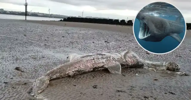 Olbrzymie szczątki na plaży w Anglii. Co to jest? Nazwali je kosmitą i Nessie Trudne, rozpoznania, szczątki, tajemniczego, zwierzęcia, wyrzucone, brytyjski, brzeg, odnalazł, 72letni, mieszkaniec, Brighton, Olbrzymie szczątki na plaży w Anglii. Co to jest? Nazwali je kosmitą i Nessie