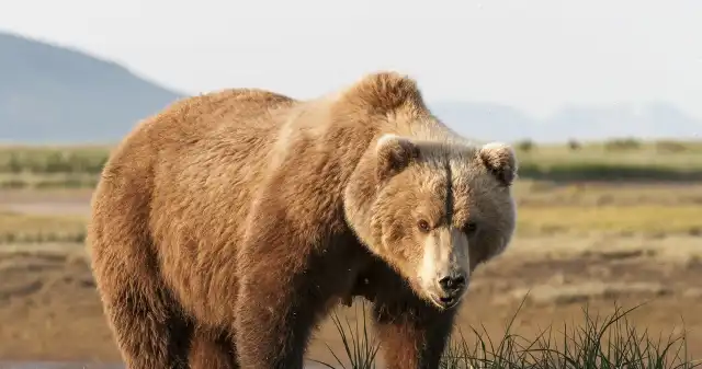 Tego nie wiedzieliśmy o grizli. Dotychczasowe badania podważone Niedźwiedzie, grizli, które, jeszcze, temu, żyły, Kalifornii, wcale, były, krwiożerczymi, drapieżnymi, bestiami, jakie, uważano, Tego nie wiedzieliśmy o grizli. Dotychczasowe badania podważone