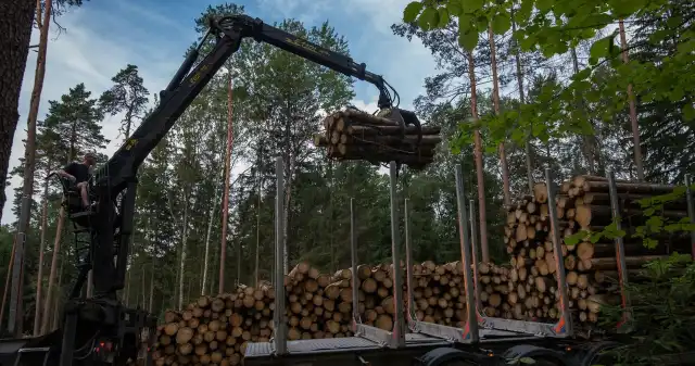 UNESCO wzywa nowy rząd. Chodzi o dewastację Puszczy Białowieskiej Komitet, UNESCO, wzywa, nowy, rząd, naprawienia, szkód, wyrządzonych, Puszczy, Białowieskiej, Chodzi, masowe, wycinki, które, pr UNESCO wzywa nowy rząd. Chodzi o dewastację Puszczy Białowieskiej