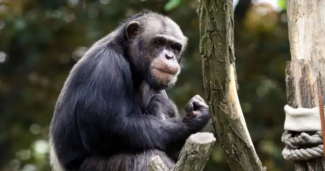 Zoo we Wrocławiu przekazało smutne wieści. Szympansica pamiętała jeszcze Gucwińskich Pamiętała, jeszcze, czasy, PRLu, opiekowało, słynne, małżeństwo, państwa, Gucwińskich, żyje, 43letnia, szympansica, Kizi, która, Zoo we Wrocławiu przekazało smutne wieści. Szympansica pamiętała jeszcze Gucwińskich