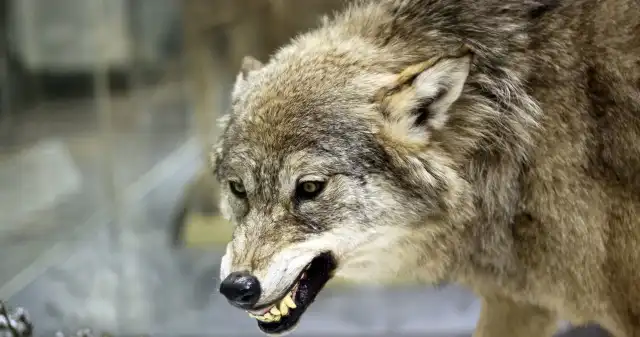 Superwilki przejmują watahy. Pasożyt robi z nimi coś dziwnego Pasożyt, Toxoplasma, gondii, który, jest, znany, manipulowania, zachowaniem, swoich, nosicieli, infekuje, także, wilki, robi, ni Superwilki przejmują watahy. Pasożyt robi z nimi coś dziwnego