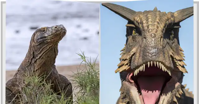 Zajrzeli smokom do paszczy. Znaleźli zęby jak u mięsożernych dinozaurów mięsożernych, dinozaurach, takich, teropody, mówi, jeżeli, miały, wspólnego, którąś, współczesnych, grup, zwierząt, raczej, ptak Zajrzeli smokom do paszczy. Znaleźli zęby jak u mięsożernych dinozaurów
