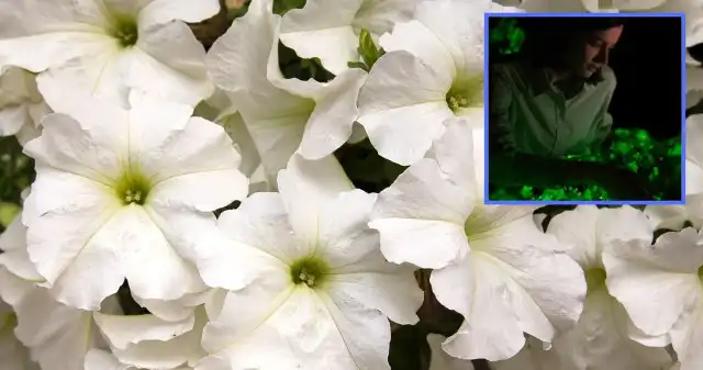 Wyhodowali świecącą roślinę. Efekt zawdzięcza genom trującego grzyba Firma, Light, Idaho, Stanach, Zjednoczonych, oferuje, konsumentom, zakup, bioluminescencyjnej, petunii, kwitnącej, biało, Obecni Wyhodowali świecącą roślinę. Efekt zawdzięcza genom trującego grzyba