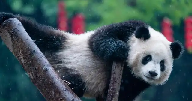 Panda wielka z Chin oszukała wszystkich. Jest niedźwiedziem, a nie szopem Przecież, niedźwiedź, utrzymywali, Amerykanie, opierając, widać, gołym, okiem, zwracał, uwagę, także, odkrywca, pandy, wielkiej, Panda wielka z Chin oszukała wszystkich. Jest niedźwiedziem, a nie szopem