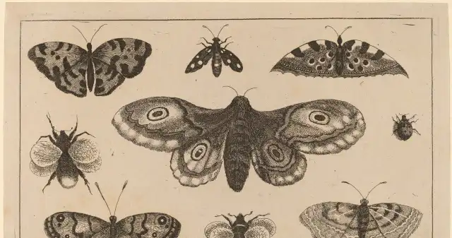 Motyle, dzienne, nocne, prawie, najczęściej, występujące, świecie, względem, liczebności, owady, Nowa, analiza, genomów, motyli, Fascynująca genetyka motyli. Każdy inny, ale wewnątrz taki sam