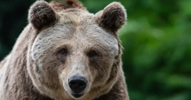 Trwa obława na niedźwiedzia w Słowacji. Zwierzę postrzelił grzybiarz Trwa obława na niedźwiedzia w Słowacji. Zwierzę postrzelił grzybiarz