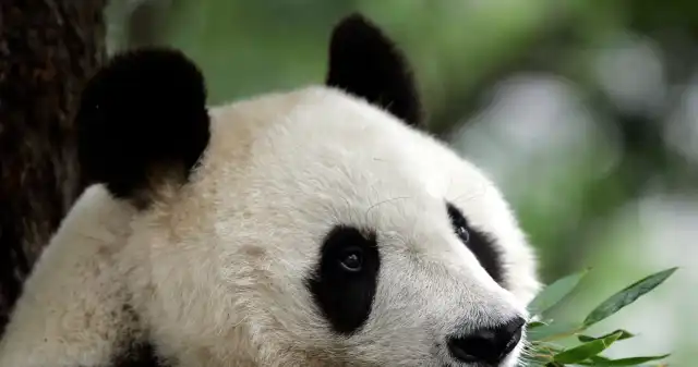 Nie żyje najstarsza panda w Japonii. Miała polepszyć relacje z Chinami Nie żyje najstarsza panda w Japonii. Miała polepszyć relacje z Chinami