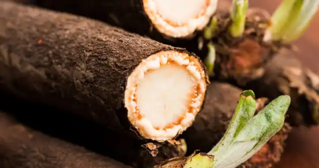 Zapiecz, zagotuj albo zjedz na surowo. Najlepszy dla jelit, serca i żołądka Warzywo, które, surowo, smakuje, orzechy, ugotowaniu, przypomina, szparagi, Skorzonera, niej, należą, charakterystyczne, cechy, Zapiecz, zagotuj albo zjedz na surowo. Najlepszy dla jelit, serca i żołądka