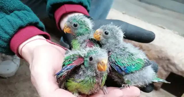  Unikalne ptaki rozmnażają się w zoo Wrocław. W naturze wyginą do 2031 roku 