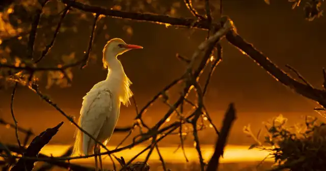  Nowy gatunek ptaka na Podlasiu. Piękna obserwacja