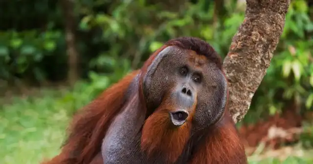 Są krytykowani za olej palmowy. Recepta? Wypożyczanie orangutanów Są krytykowani za olej palmowy. Recepta? Wypożyczanie orangutanów