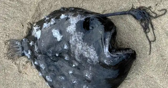  Ocean wyrzucił ją na brzeg. Niewiele o niej wiadomo