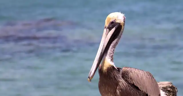 Setki wychudzonych pelikanów na plażach. Mają anemię i niedowagę Setki wychudzonych pelikanów na plażach. Mają anemię i niedowagę