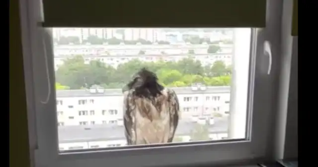 Ogromny ptak sensacją w Polsce. Wylądował na parapecie w Poznaniu Ogromny ptak sensacją w Polsce. Wylądował na parapecie w Poznaniu
