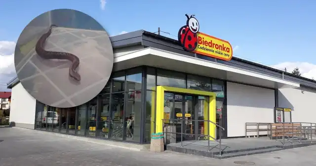 Wąż w Biedronce. Po supermarkecie pełzała żmija Wąż w Biedronce. Po supermarkecie pełzała żmija