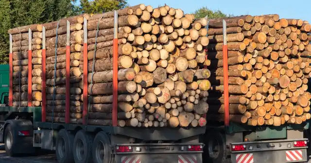 Wycinki w Polsce. Codziennie z lasów wyjeżdża prawie 6 tys. ciężarówek Wycinki w Polsce. Codziennie z lasów wyjeżdża prawie 6 tys. ciężarówek
