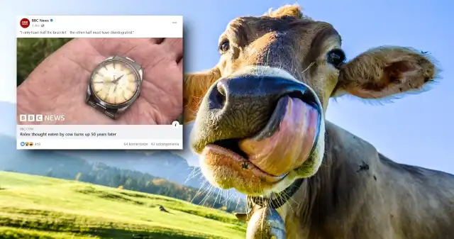  Rolex zjedzony przez krowę. Angielski rolnik odzyskał go po 50 latach