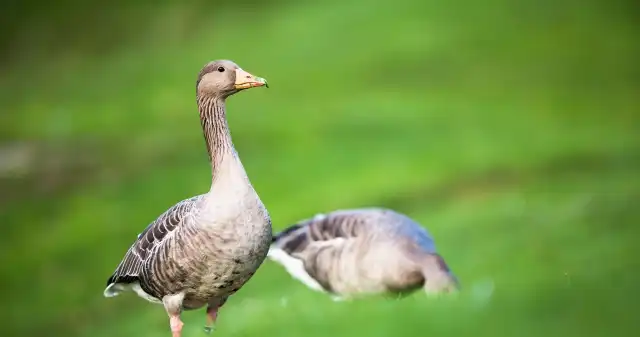 Dzikie ptaki w Polsce nagle przestały bać się ludzi. Co się dzieje?