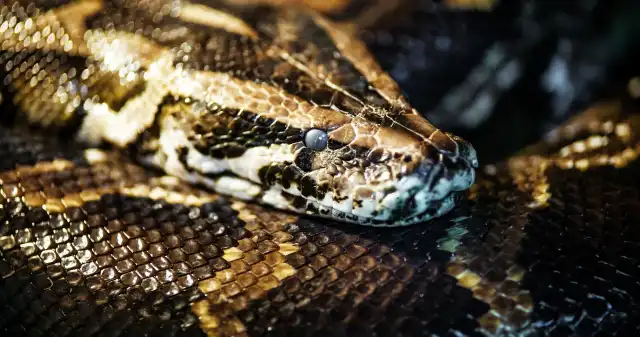  Plaga pytonów w turystycznym raju. Inwazyjne węże coraz częściej atakują ludzi