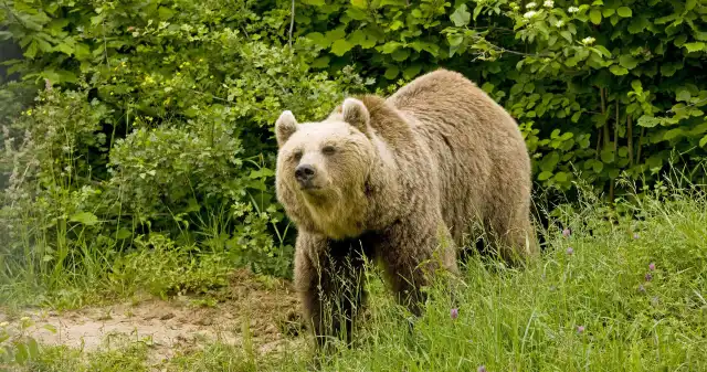 zawsze, wiadome, było, wejście, lasu, teren, parków, narodowych, Polsce, może, wiązać, spotkaniem, dzikich, zwierząt, Ostatnio,  Nagrania turystów zdumiewają. Spotykają coraz więcej niedźwiedzi?