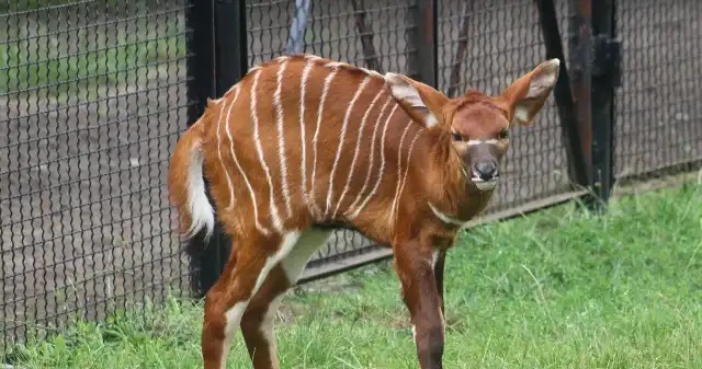  Fantastyczne narodziny w polskim zoo. To zwierzę jest skrajnie rzadkie