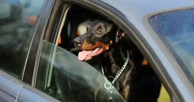  Zostawił dobermana w aucie, w upał. Pies się ugotował, jest śledztwo
