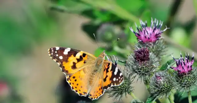  Polski motyl bije wszelkie rekordy. Potrafi pokonać nawet Atlantyk