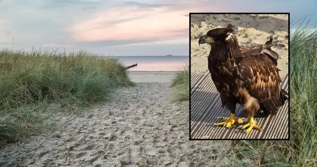 Wielki orzeł usiadł na plaży. Kiedy leciał nad głowami turystów, bili brawo Wielki orzeł usiadł na plaży. Kiedy leciał nad głowami turystów, bili brawo