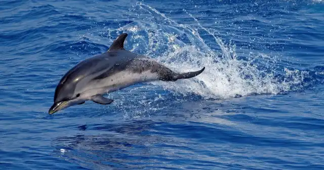 Delfin w Bałtyku. Nagranie pokazuje jak pływał niedaleko Gdyni Delfin w Bałtyku. Nagranie pokazuje jak pływał niedaleko Gdyni
