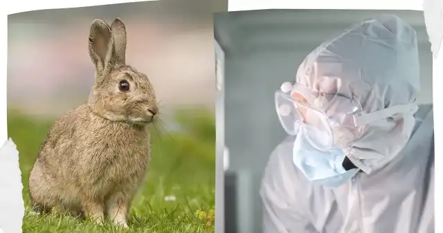 Groźny wirus nie zniknął. Okazuje się, że jest powszechny wśród zwierząt Groźny wirus nie zniknął. Okazuje się, że jest powszechny wśród zwierząt