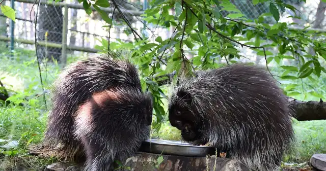 Yeti z Poznania urodziła dziecko. Gdy dorośnie, będzie chodzić po drzewach Yeti z Poznania urodziła dziecko. Gdy dorośnie, będzie chodzić po drzewach