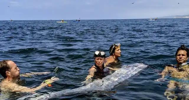  Monstrualnie wielka ryba wyrzucona na plażę. Ma zwiastować nieszczęście