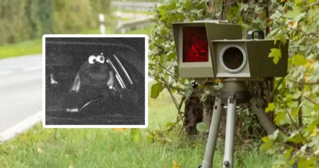 Co za Muppet prowadził to Audi? Policjanci z Dortmundu nie wiedzą Policjanci, drogówki, Dortmundu, odpuszczająnikomu, Przekroczenie, musi, zostać, ukarane, mandatem, Nawet, jeśli, kierownicąsied Co za Muppet prowadził to Audi? Policjanci z Dortmundu nie wiedzą