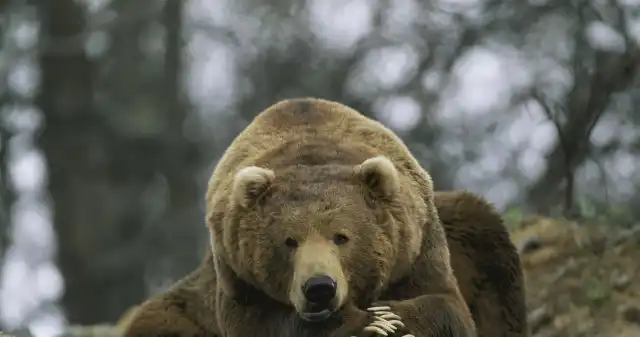 Oskarżyli niedźwiedzia o zabicie człowieka. Grizli okazał się niewinny Oskarżyli niedźwiedzia o zabicie człowieka. Grizli okazał się niewinny