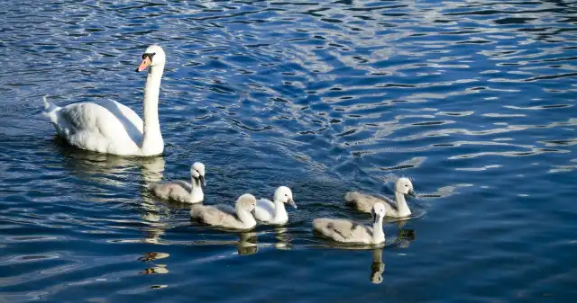 Łabędzie umierają jeden po drugim. Zakaz wejścia na teren zbiornika Łabędzie umierają jeden po drugim. Zakaz wejścia na teren zbiornika