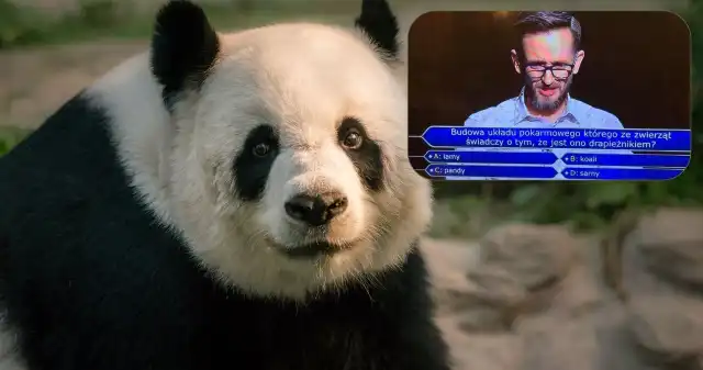  Panda warta milion złotych. Finał Milionerów zdradził jej tajemnicę