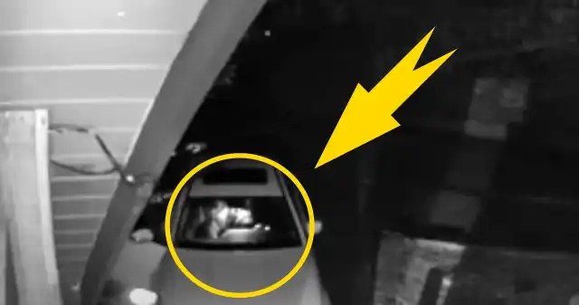 Kamera uchwyciła dziwny ruch w zaparkowanym aucie. Co wykazało śledztwo? Niedźwiedź, włamał, luksusowego, RollsRoycea, zniszczył, jego, wnętrze, brzmiało, zgłoszenie, szkody, jakie, otrzymał, jeden, am Kamera uchwyciła dziwny ruch w zaparkowanym aucie. Co wykazało śledztwo?