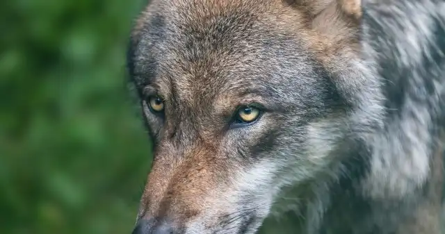  Rzeź wilków podsycana przez brutalne prawo. Wielka hańba w dziejach Polski