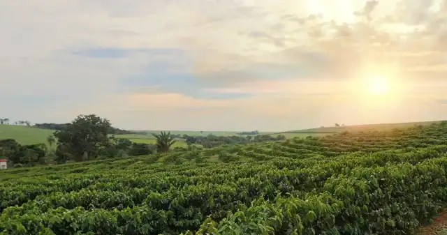  Kawowa mapa świata  gdzie są najlepsze plantacje kawy?
