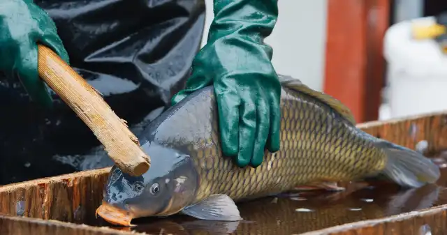 Wciąż przetrzymywane są w tragicznych warunkach. Uważaj na takie karpie Wciąż przetrzymywane są w tragicznych warunkach. Uważaj na takie karpie