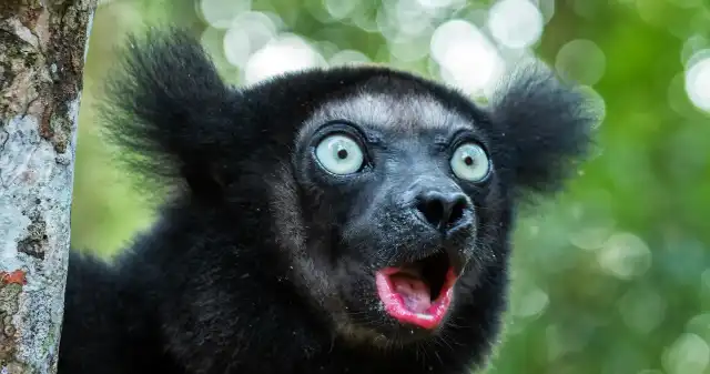  Co śpiewają lemury z Madagaskaru? Potrafią odegrać We Will Rock You 