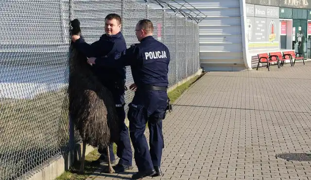 Lubelskie: Struś błąkał się przed lotniskiem. Szedł w stronę terminala Lubelskie: Struś błąkał się przed lotniskiem. Szedł w stronę terminala