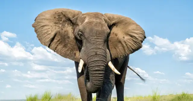  Słoń musi zostać w zoo, bo nie jest człowiekiem. Zaskakujący wyrok w USA