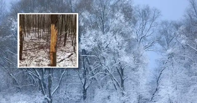  Na drzewach pojawiają się dziwne ślady, ale to nie bobry. Leśnicy tłumaczą