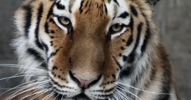  Smutek w chorzowskim zoo. Tygrysica Saga dołączyła do zmarłej siostry