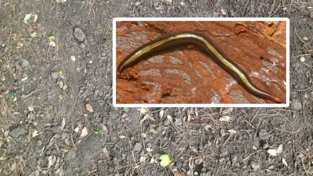 Mięsożerne robaki przy granicy z Polską. Nie mają naturalnych wrogów Mięsożerne robaki przy granicy z Polską. Nie mają naturalnych wrogów