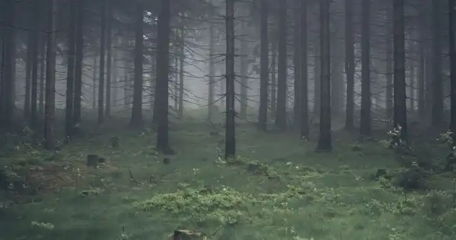 Potwory, enty i szpony. Co można spotkać w lesie? Potwory, enty i szpony. Co można spotkać w lesie?
